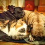 Top 10 Most Common Pet Names in India